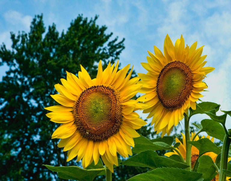 2010 07 17 Buttonwood Farms
